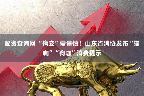 配资查询网 “撸宠”需谨慎！山东省消协发布“猫咖”“狗咖”消费提示